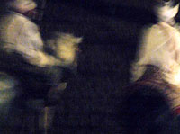 Ples konja © Đurđica Kocijančić