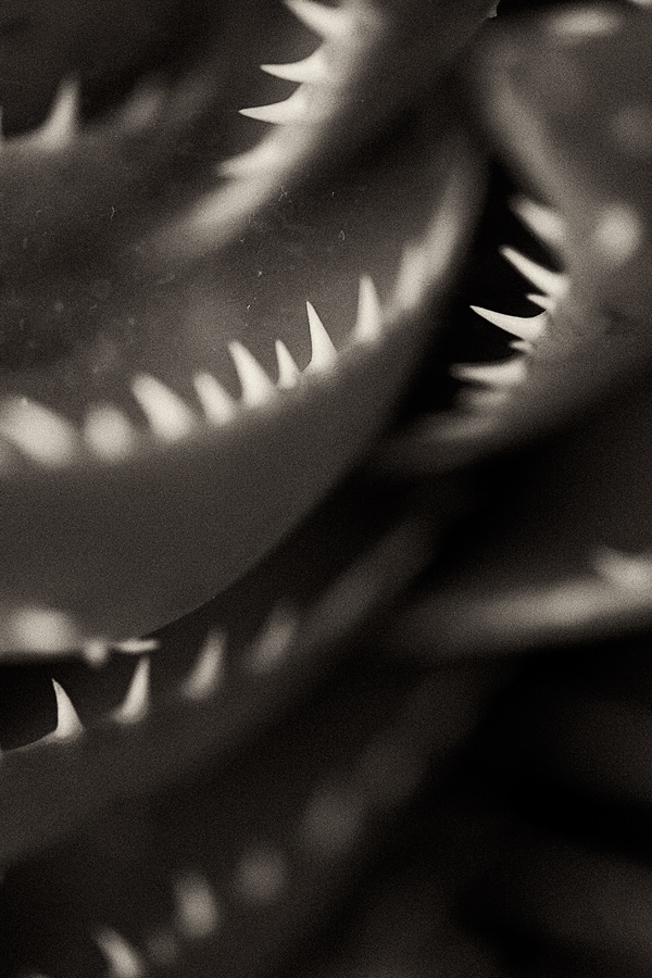 Valentina Bunić - Ralje