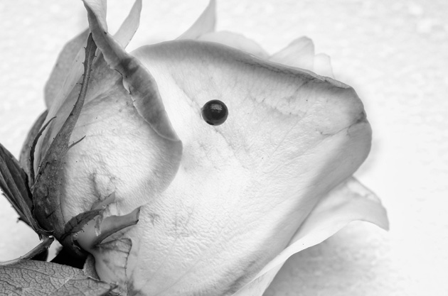 Zvjezdana Flanjak Perhoč – Janje zvano Ruža