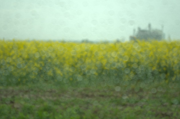 Ivica Šitum - Field of Rapeseed # Monet
