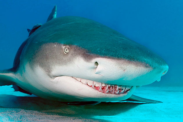 Portfolio - HEINZ TOPERCZER