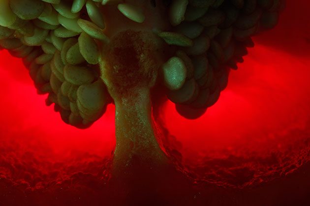 Adriana-Benak_Bio-eksplozija_Fotonaut_2016