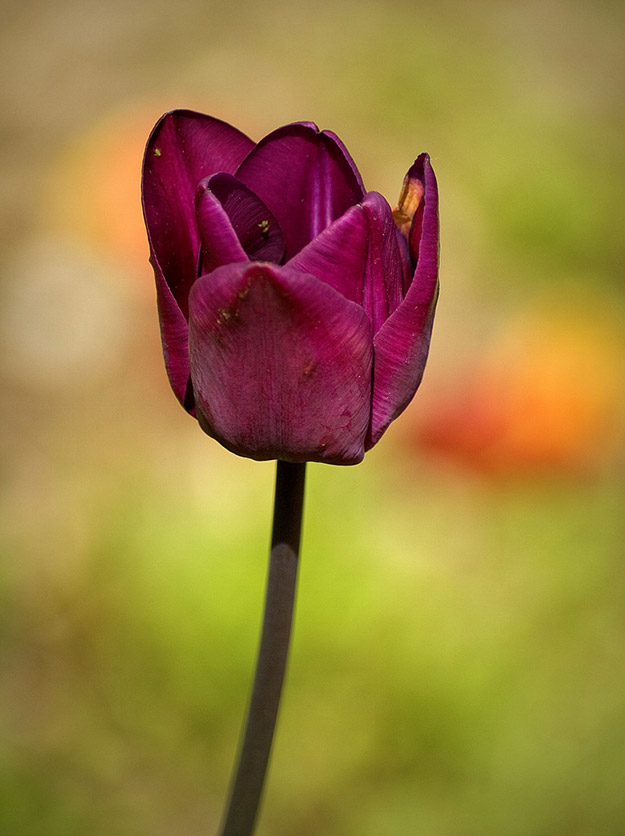 Vesna Špoljar - izložba fotografija Tajne
